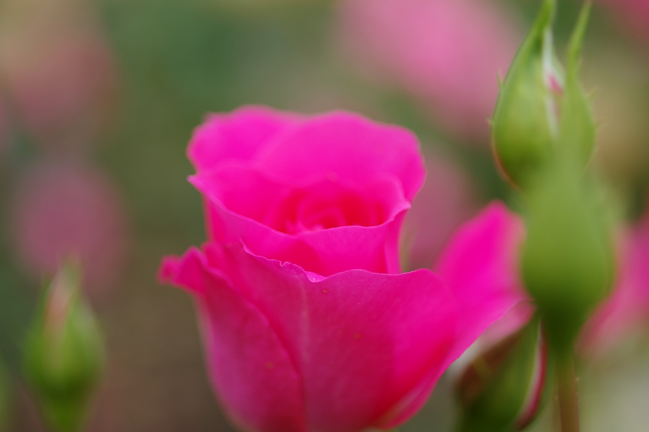 栃木県足利市のあしかがフラワーパークの花々