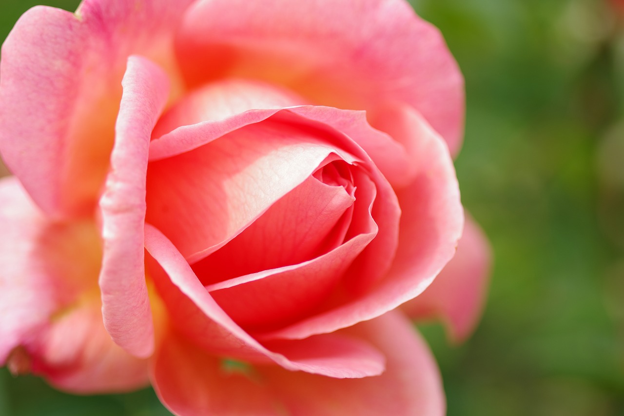 栃木県足利市のあしかがフラワーパークの花々