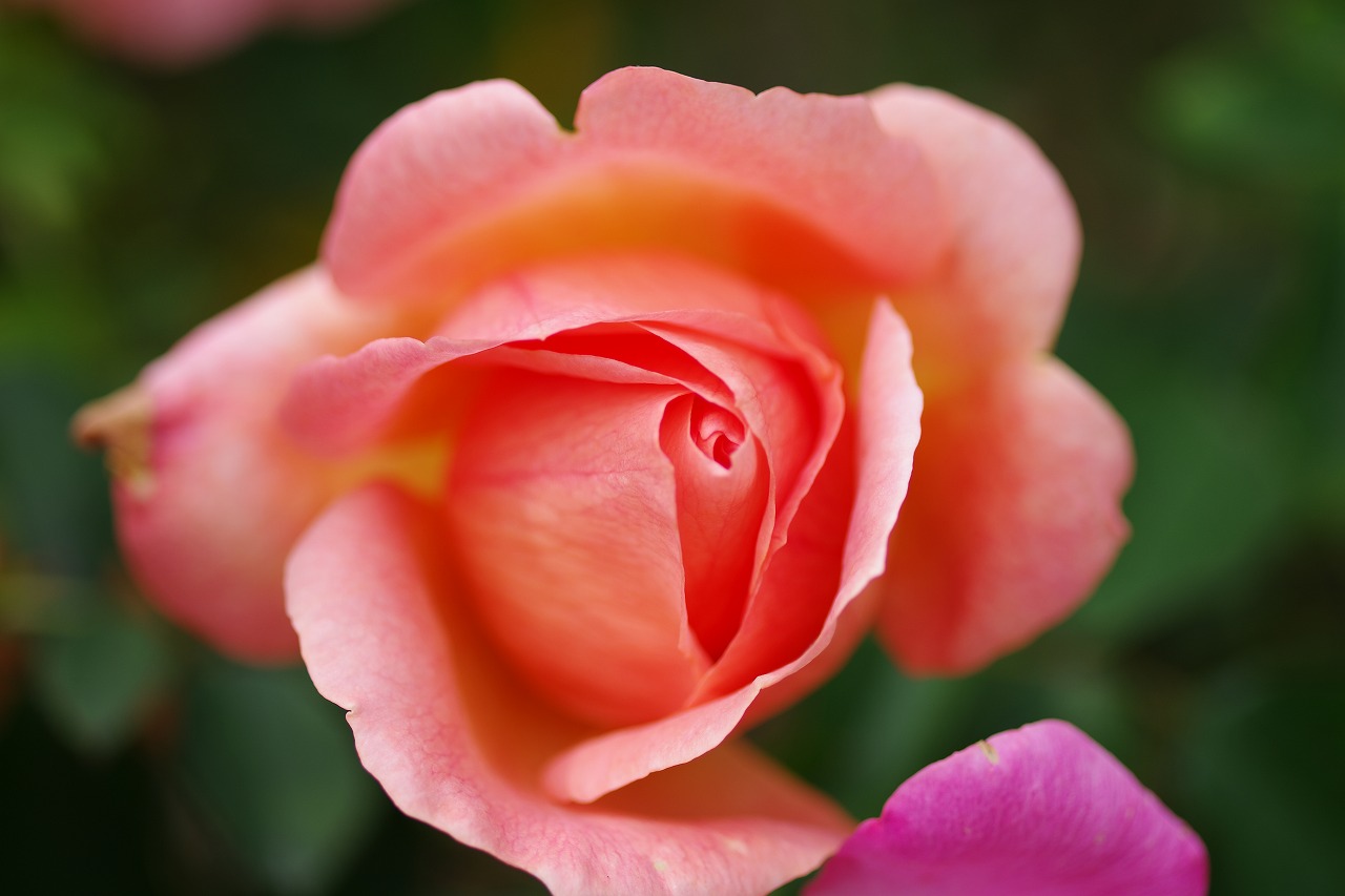 栃木県足利市のあしかがフラワーパークの花々