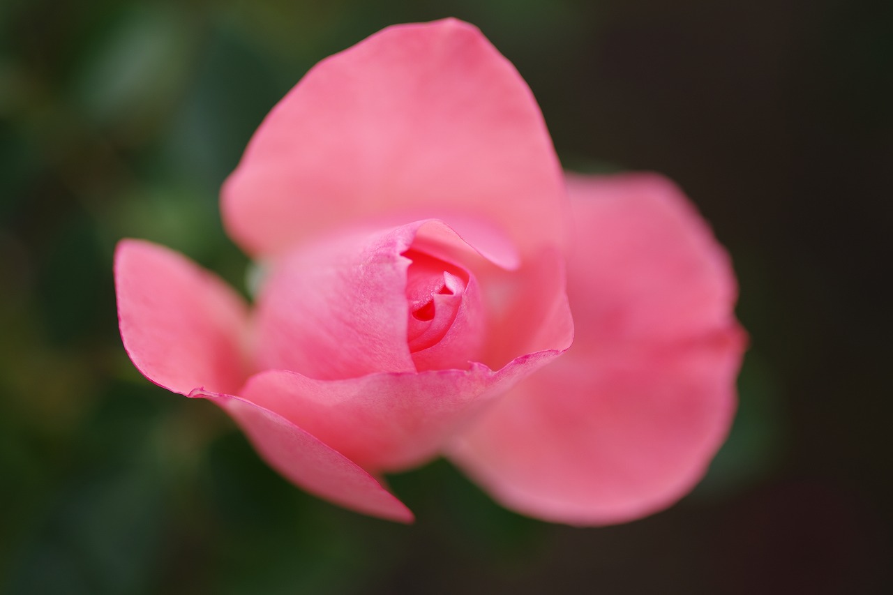 栃木県足利市のあしかがフラワーパークの花々