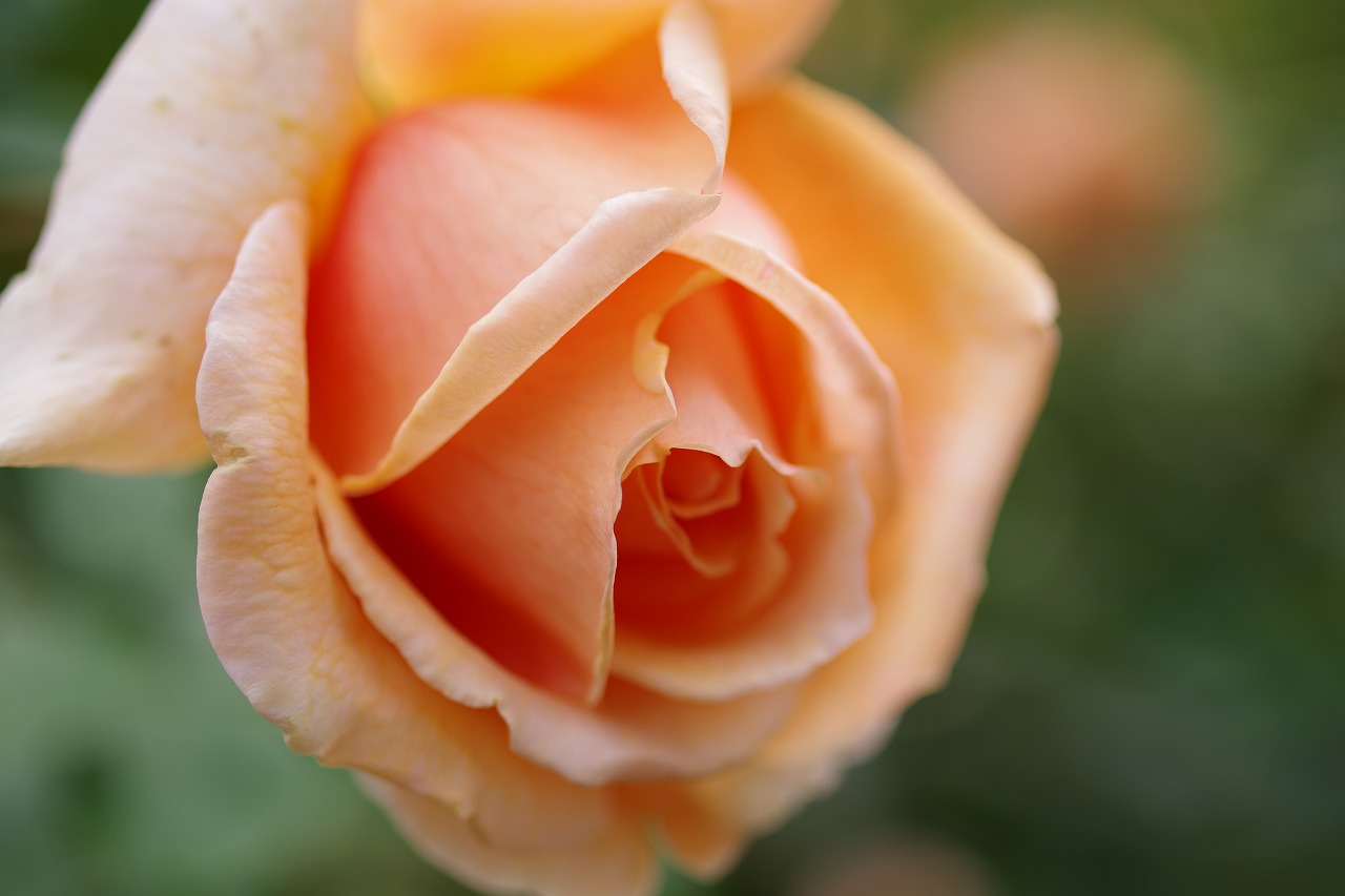 栃木県足利市のあしかがフラワーパークの花々