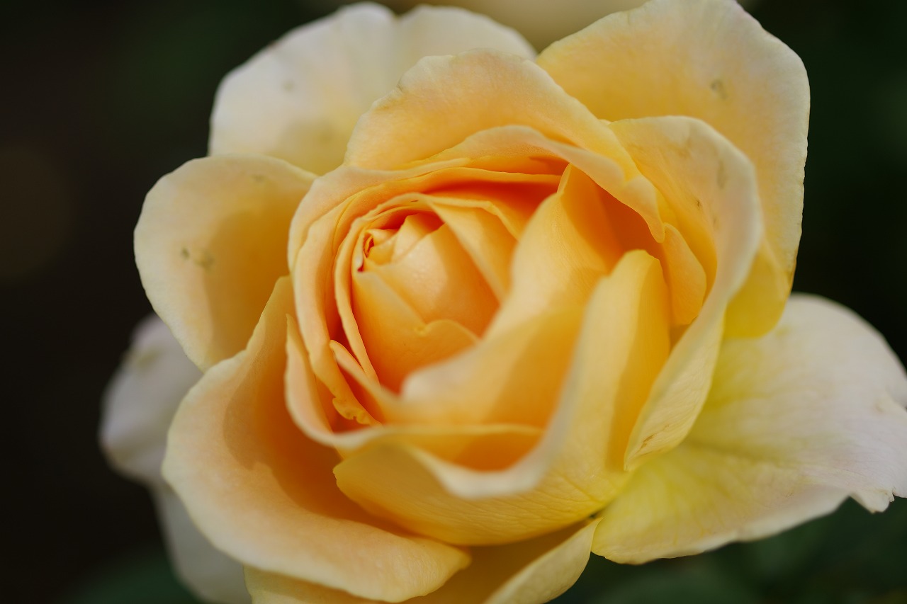 栃木県足利市のあしかがフラワーパークの花々