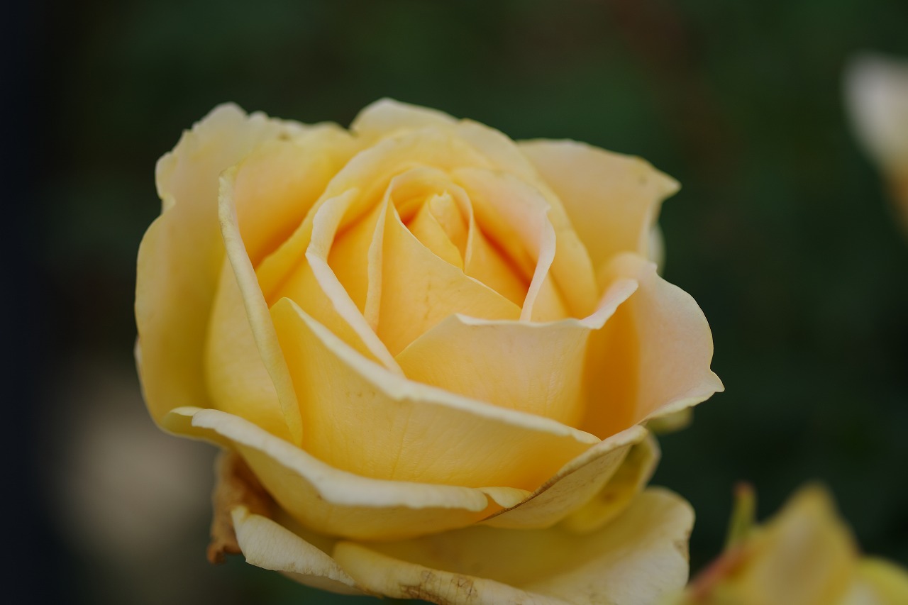 栃木県足利市のあしかがフラワーパークの花々