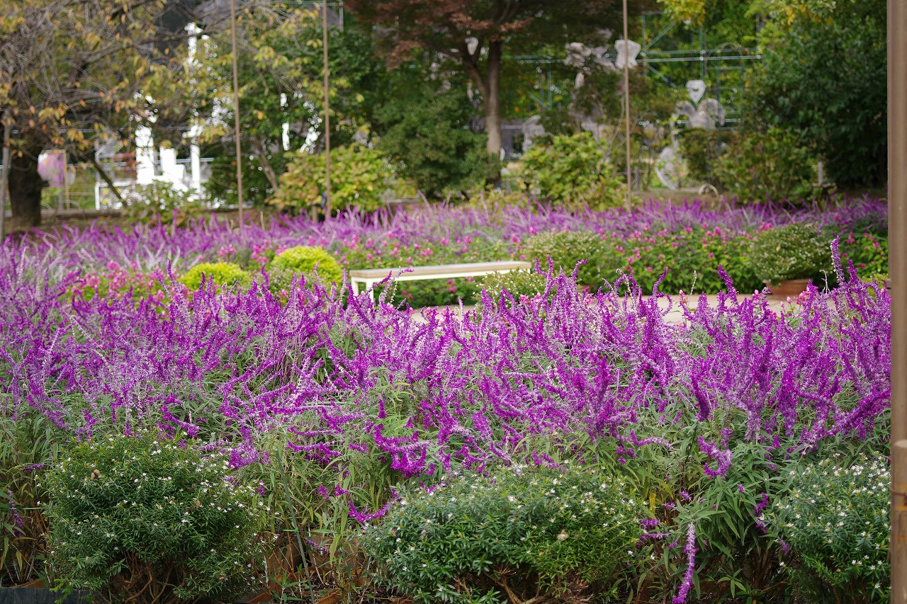 栃木県足利市のあしかがフラワーパークの花々