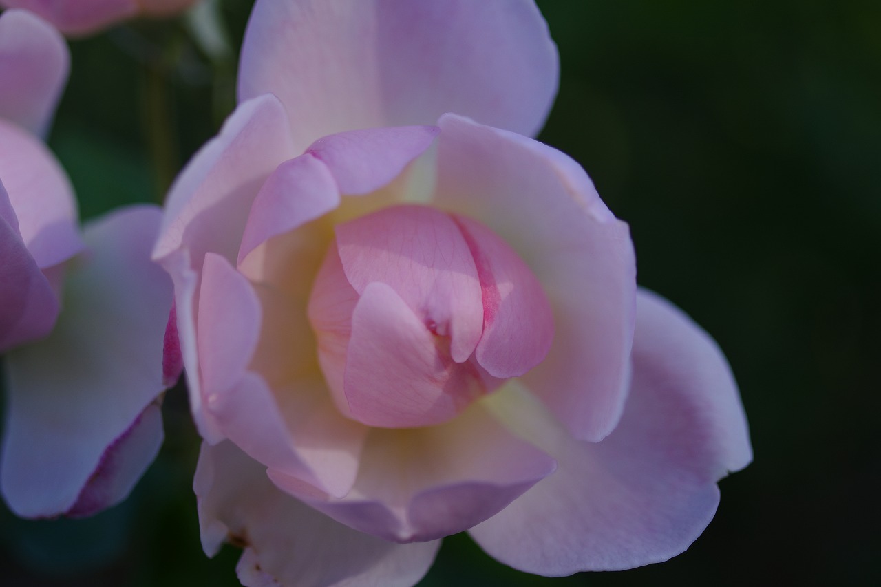 群馬県前橋市の敷島公園のバラ園