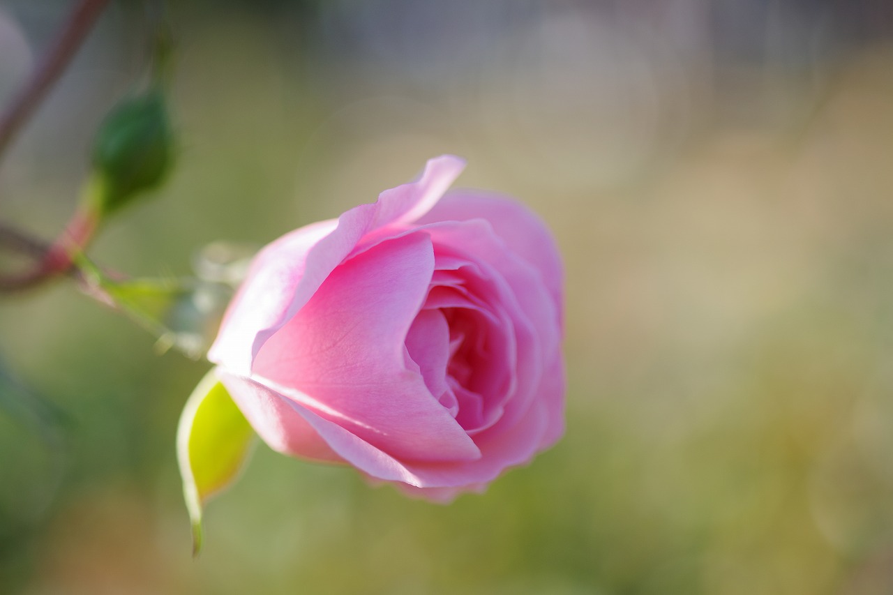 群馬県前橋市の敷島公園のバラ園