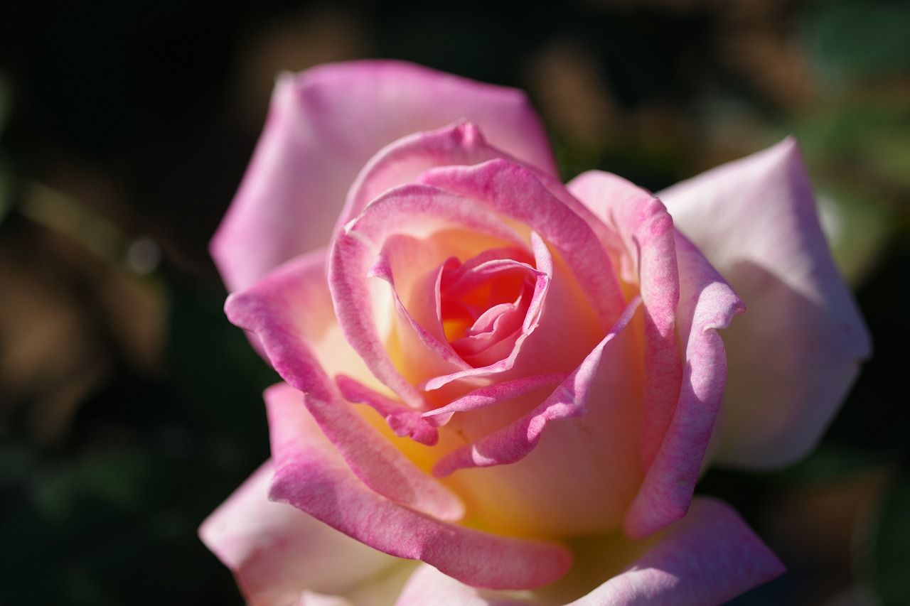 群馬県前橋市の敷島公園のバラ園