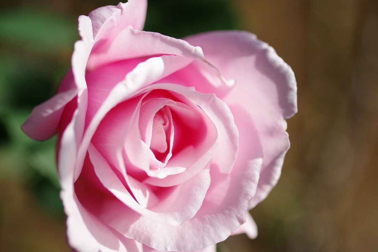 群馬県前橋市の敷島公園のバラ園