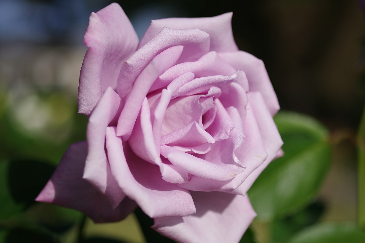 群馬県前橋市の敷島公園のバラ園