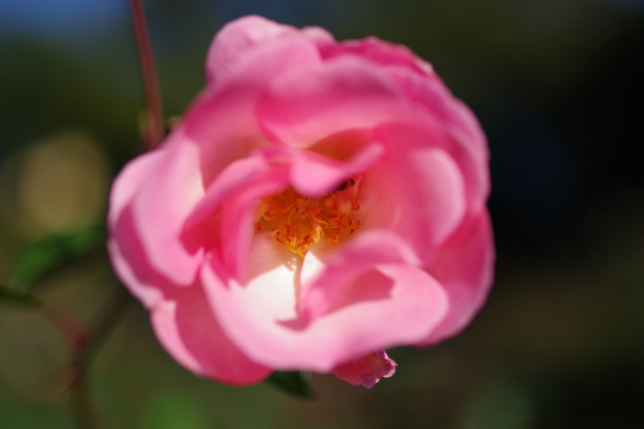 群馬県前橋市の敷島公園のバラ園