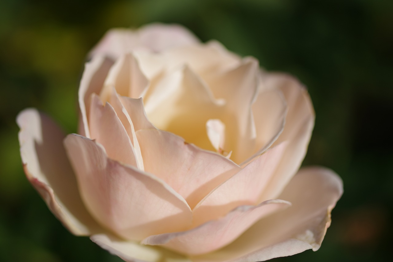 群馬県前橋市の敷島公園のバラ園