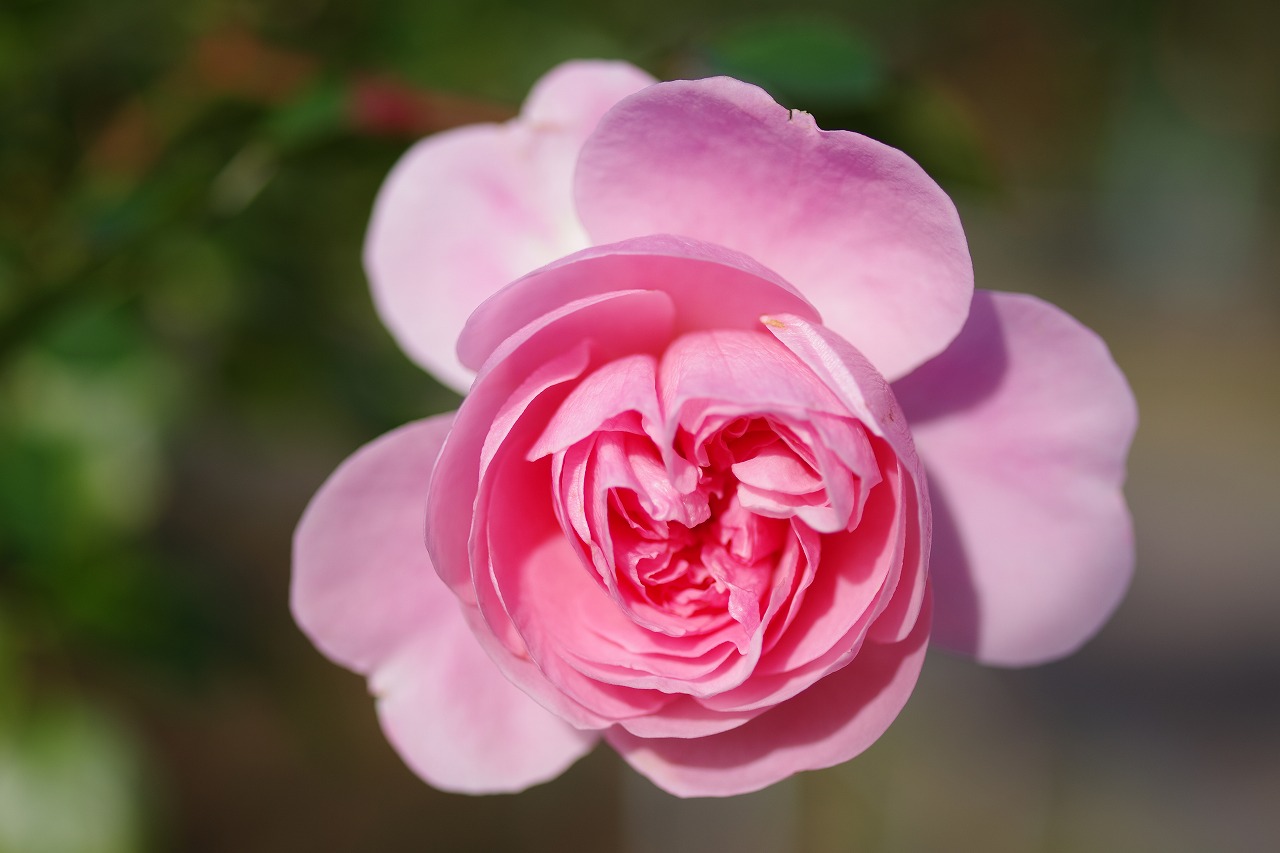 群馬県前橋市の敷島公園のバラ園