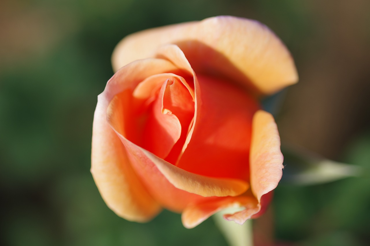 群馬県前橋市の敷島公園のバラ園