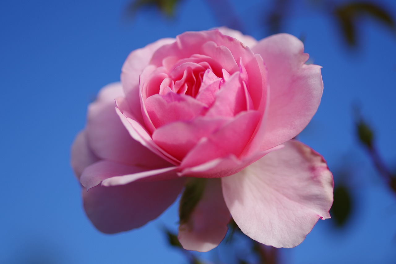 群馬県前橋市の敷島公園のバラ園