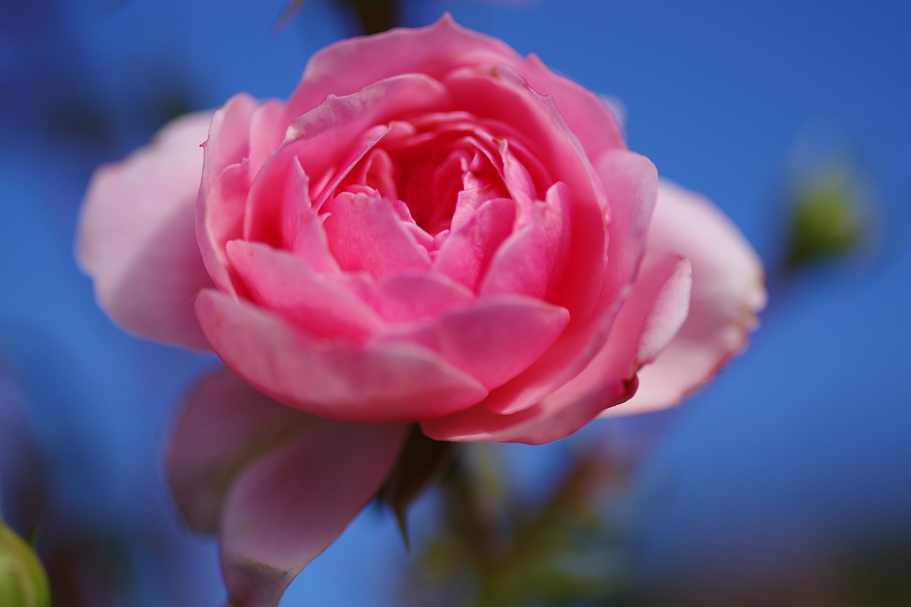 群馬県前橋市の敷島公園のバラ園