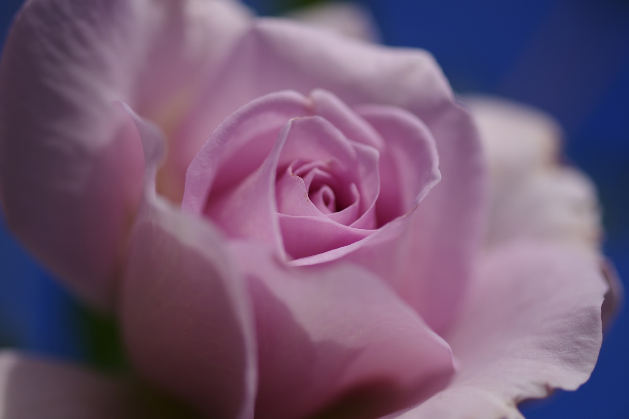 群馬県前橋市の敷島公園のバラ園