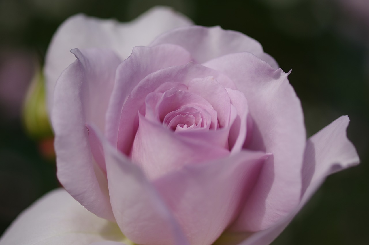 群馬県前橋市の敷島公園のバラ園