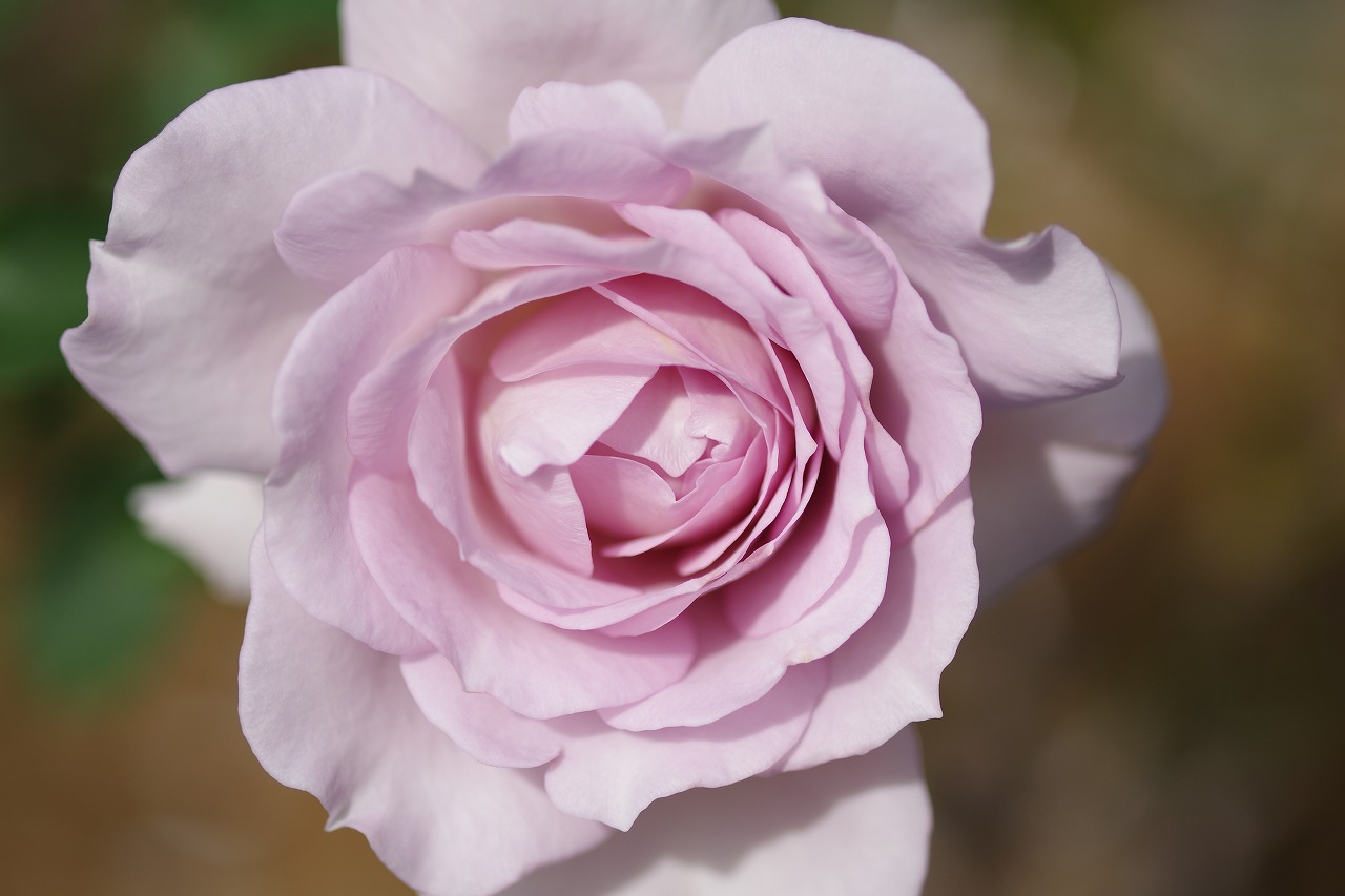 群馬県前橋市の敷島公園のバラ園