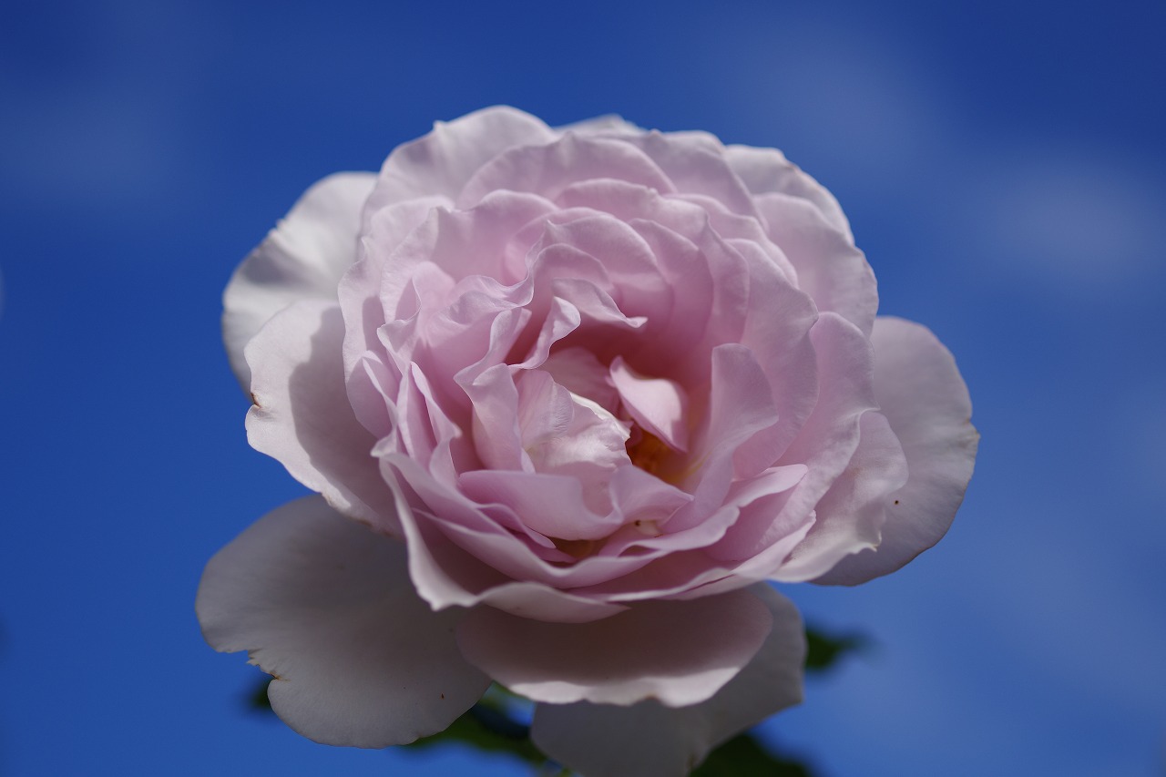 群馬県前橋市の敷島公園のバラ園