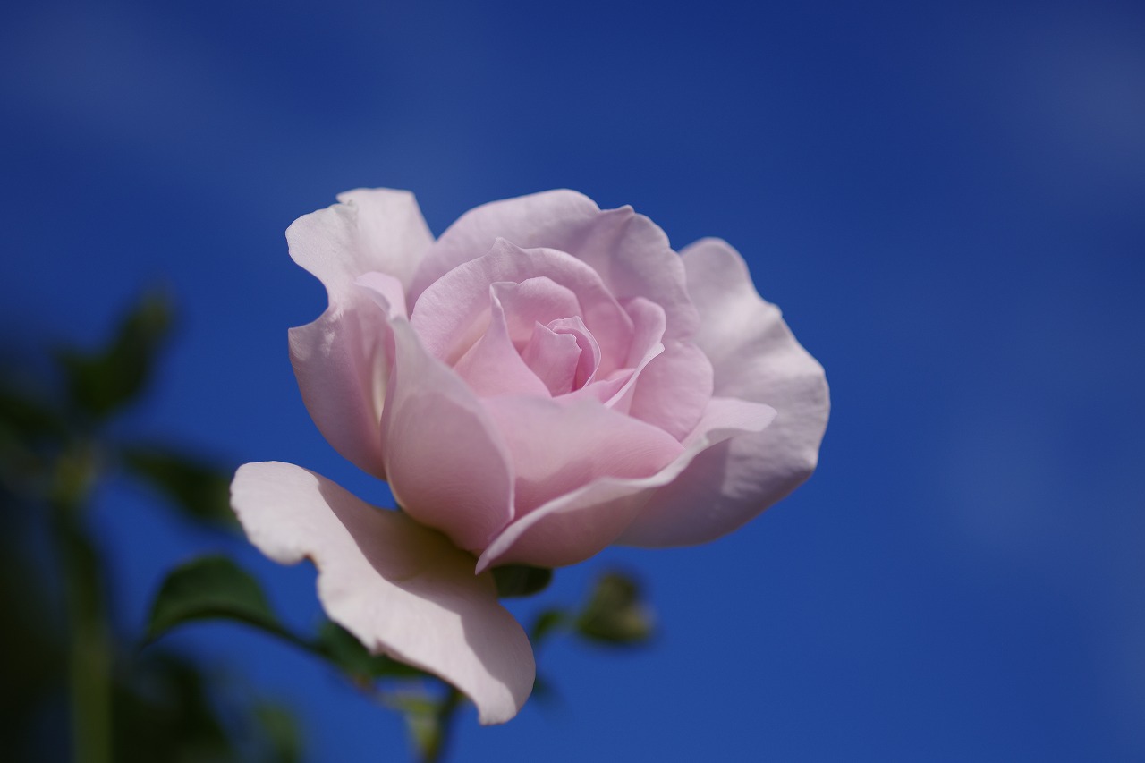 群馬県前橋市の敷島公園のバラ園