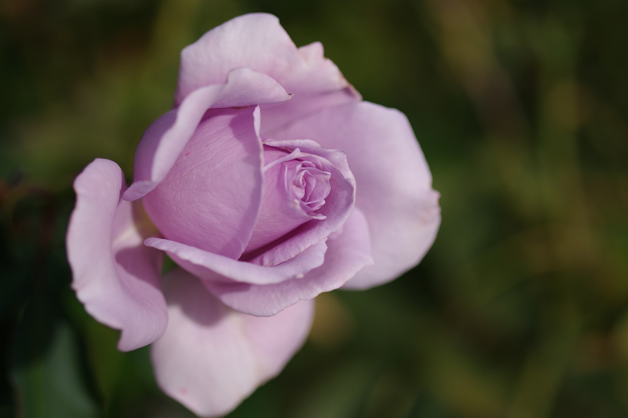 群馬県前橋市の敷島公園のバラ園
