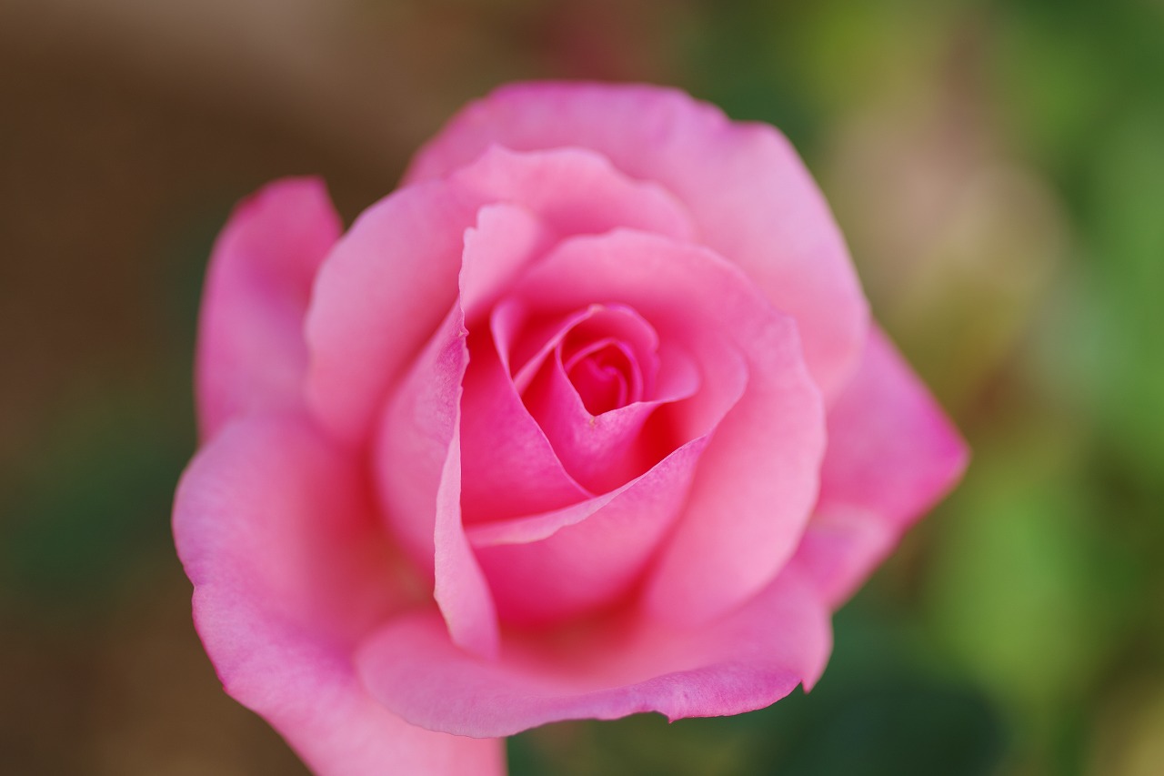 群馬県前橋市の敷島公園のバラ園