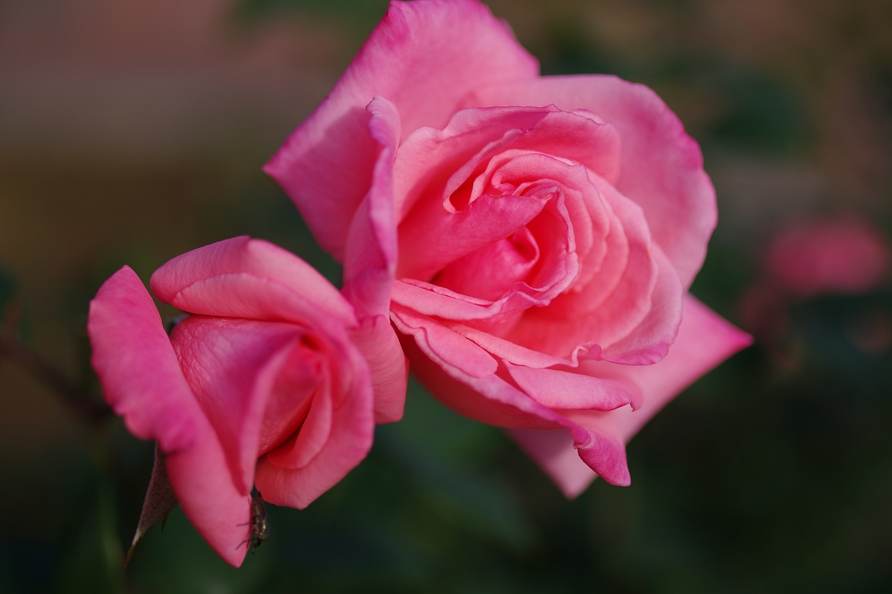 群馬県前橋市の敷島公園のバラ園