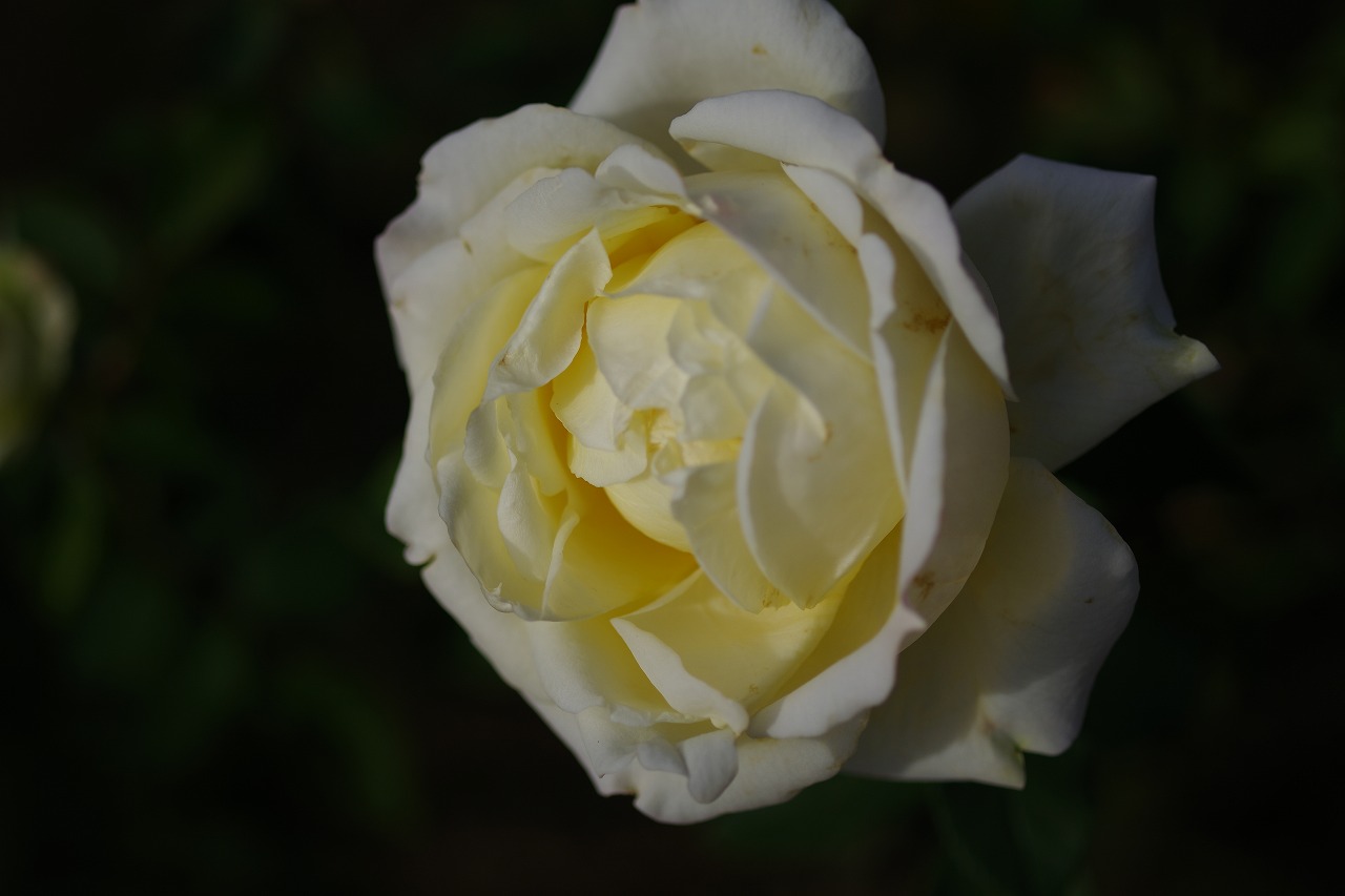 群馬県前橋市の敷島公園のバラ園