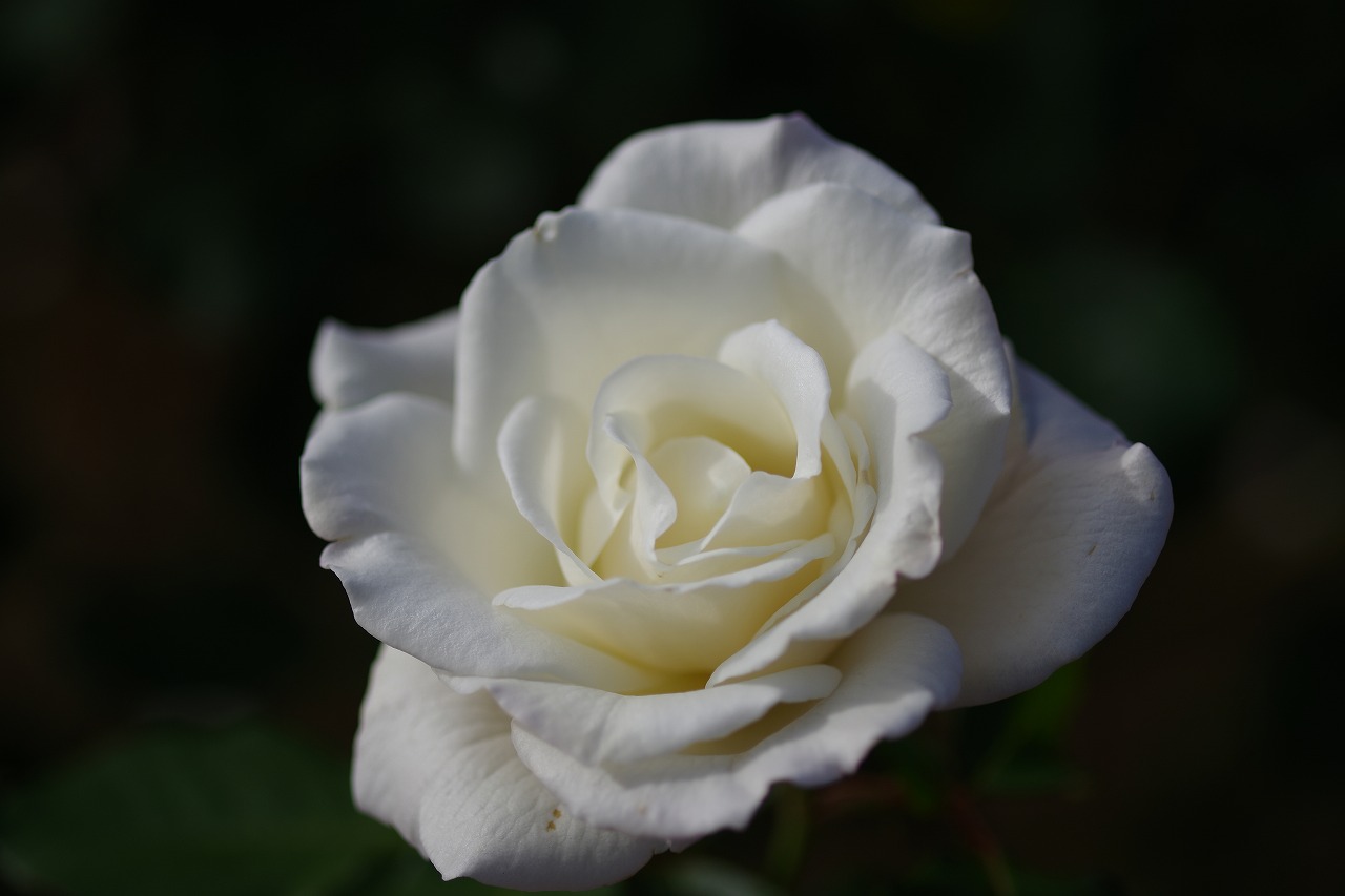 群馬県前橋市の敷島公園のバラ園
