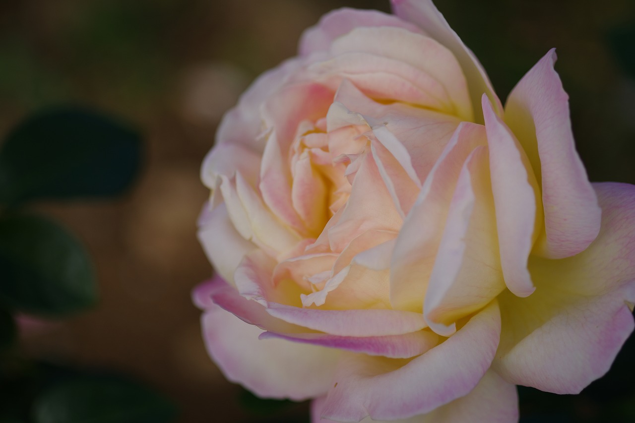 群馬県前橋市の敷島公園のバラ園