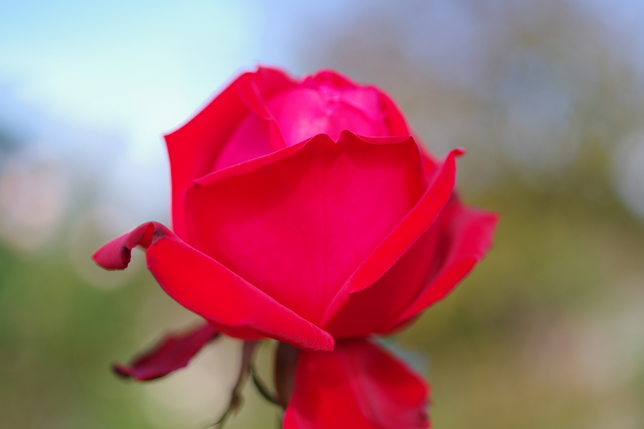 群馬県前橋市の敷島公園のバラ園