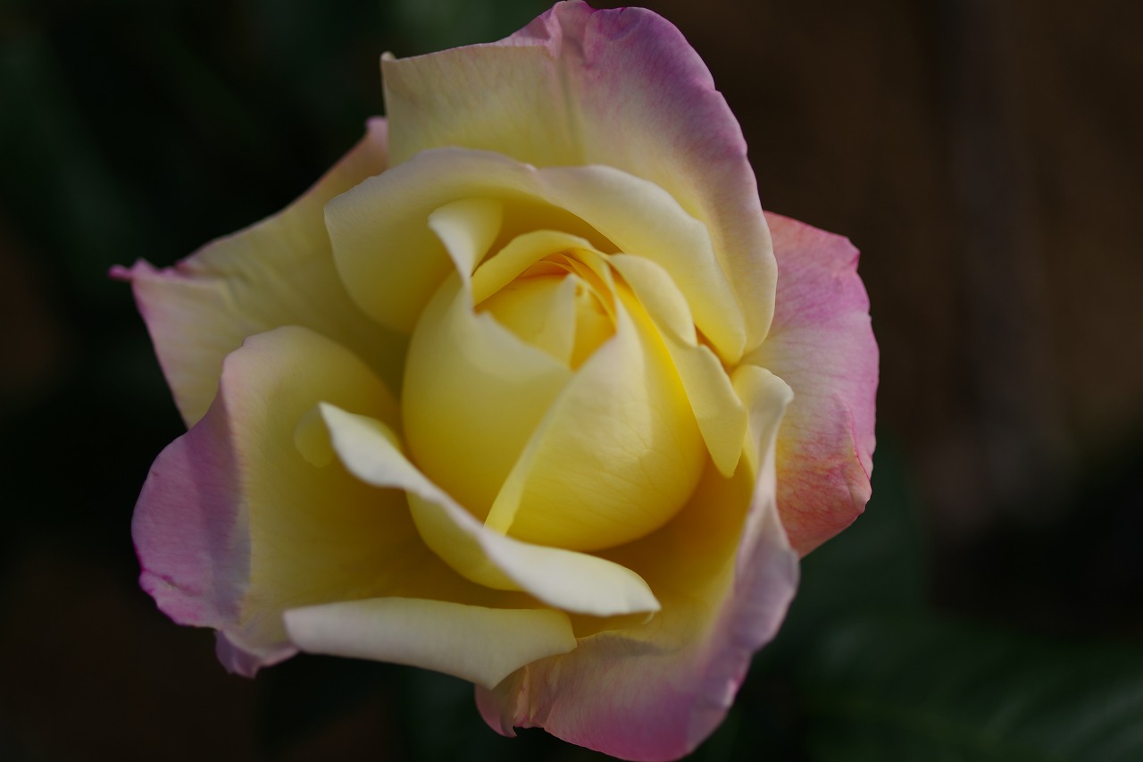 群馬県前橋市の敷島公園のバラ園