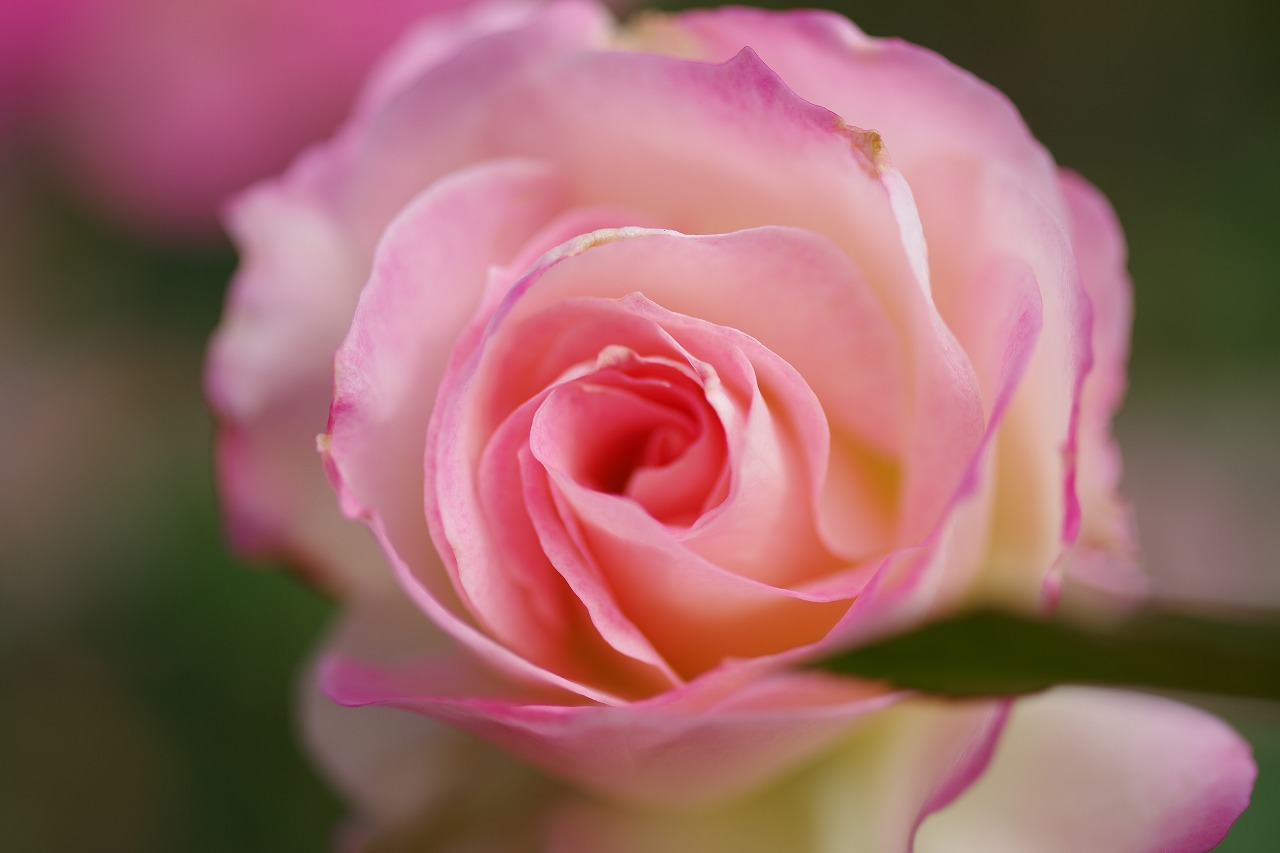 群馬県前橋市の敷島公園のバラ園