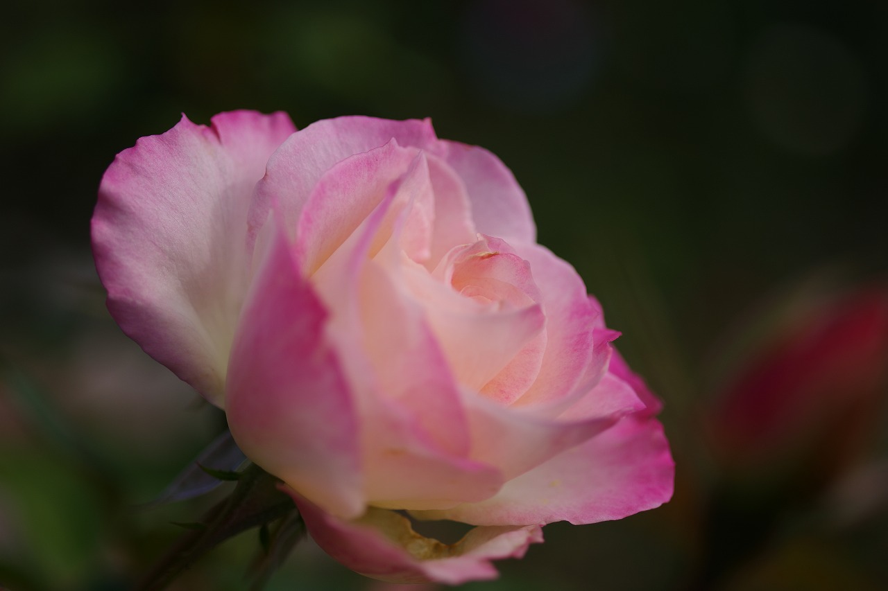 群馬県前橋市の敷島公園のバラ園