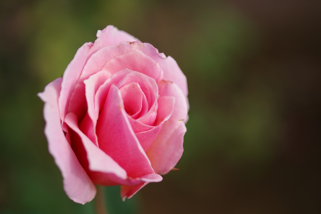 群馬県前橋市の敷島公園のバラ園