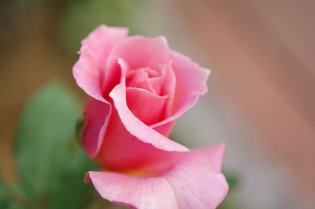 群馬県前橋市の敷島公園のバラ園