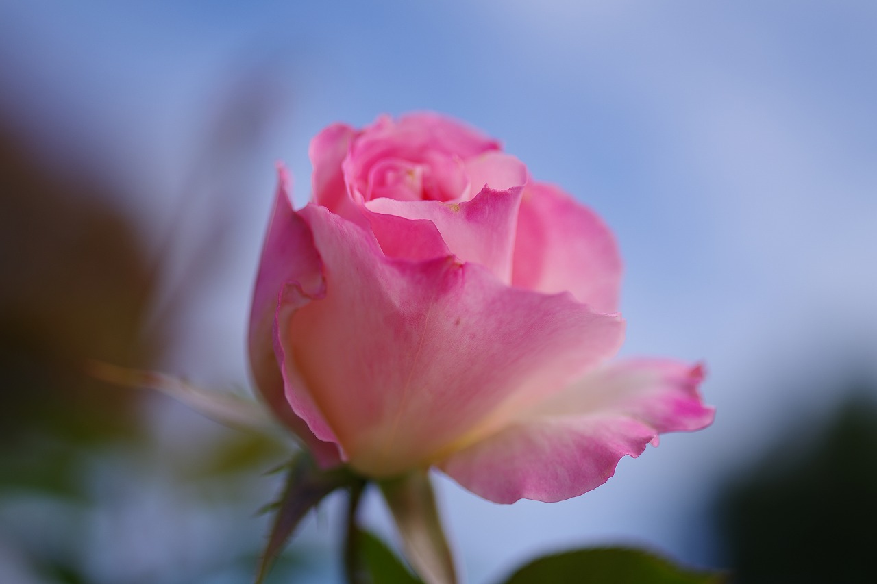 群馬県前橋市の敷島公園のバラ園