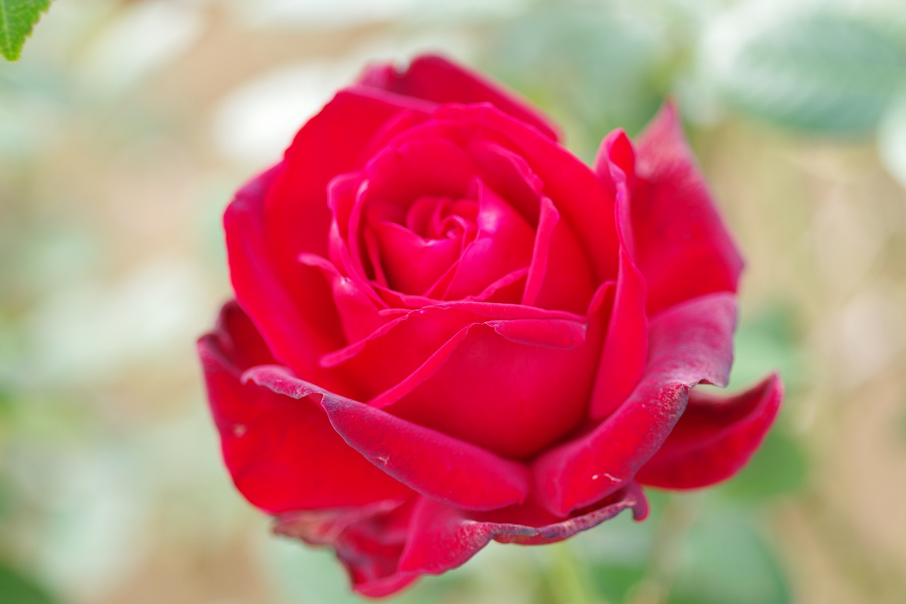 群馬県前橋市の敷島公園のバラ園