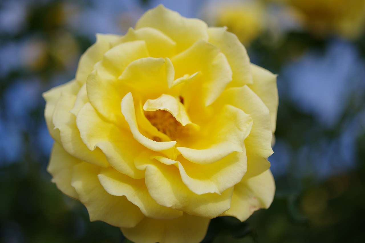 群馬県前橋市の敷島公園のバラ園