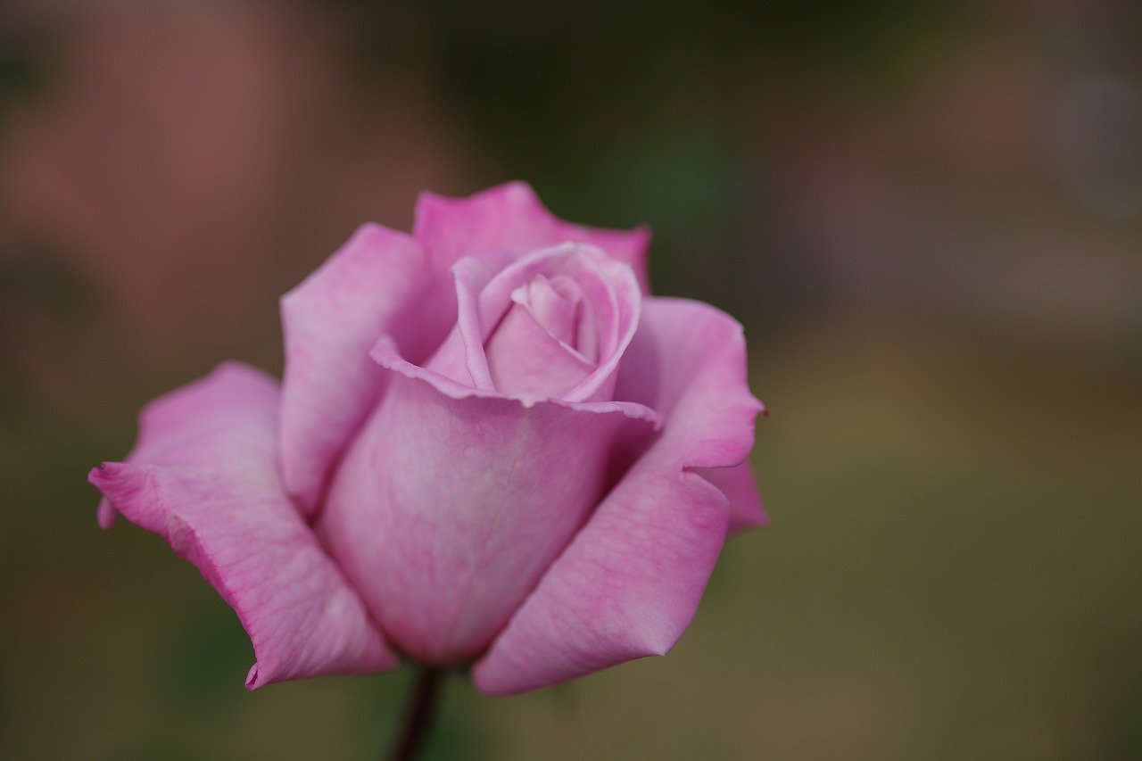 群馬県前橋市の敷島公園のバラ園