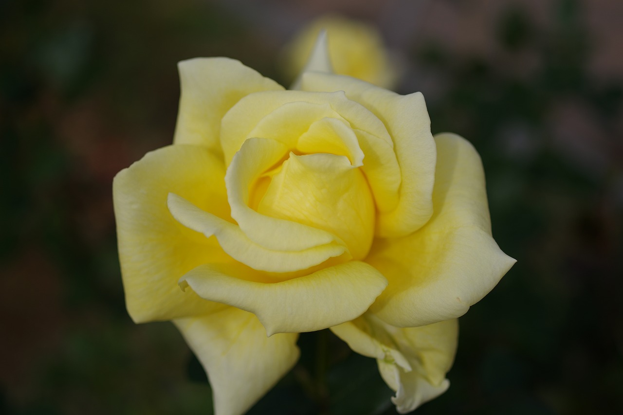群馬県前橋市の敷島公園のバラ園