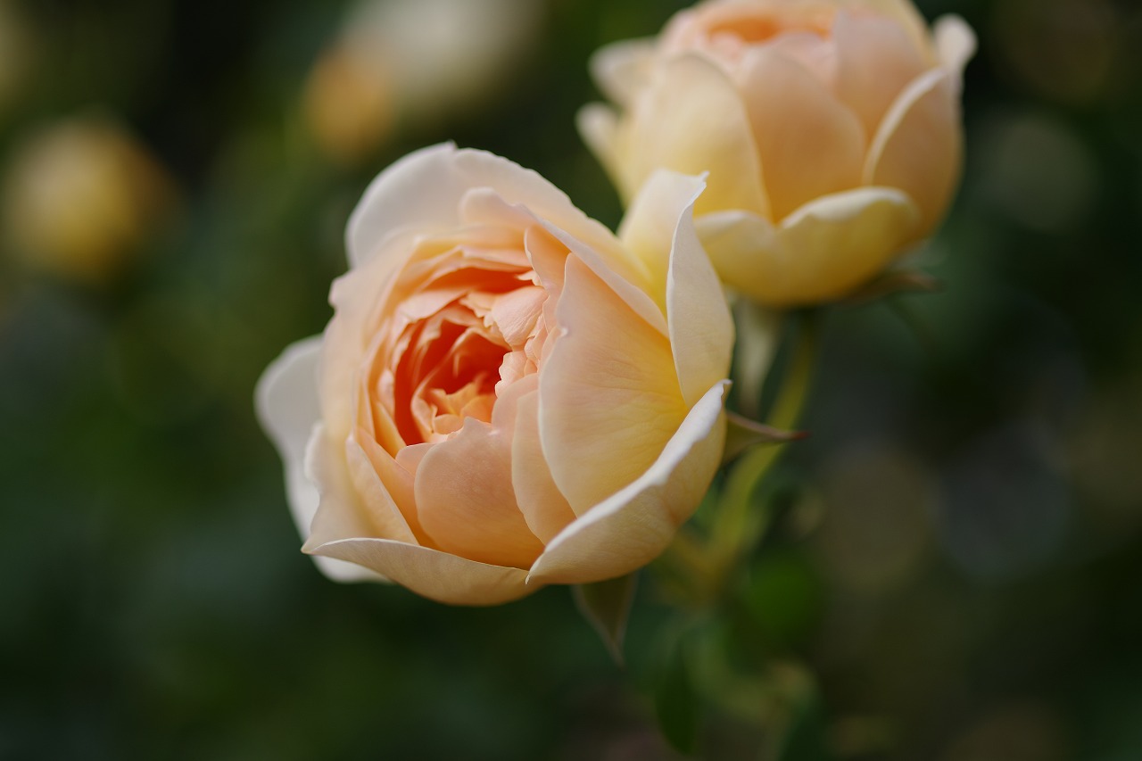 群馬県前橋市の敷島公園のバラ園