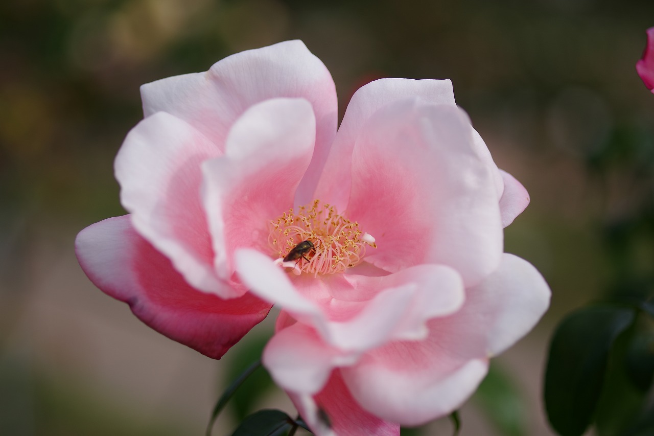 群馬県前橋市の敷島公園のバラ園