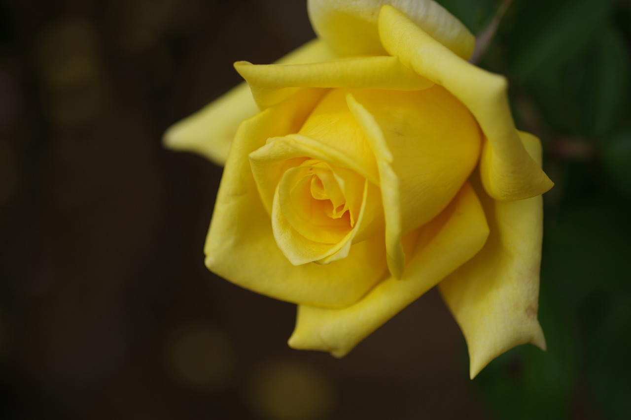 群馬県前橋市の敷島公園のバラ園