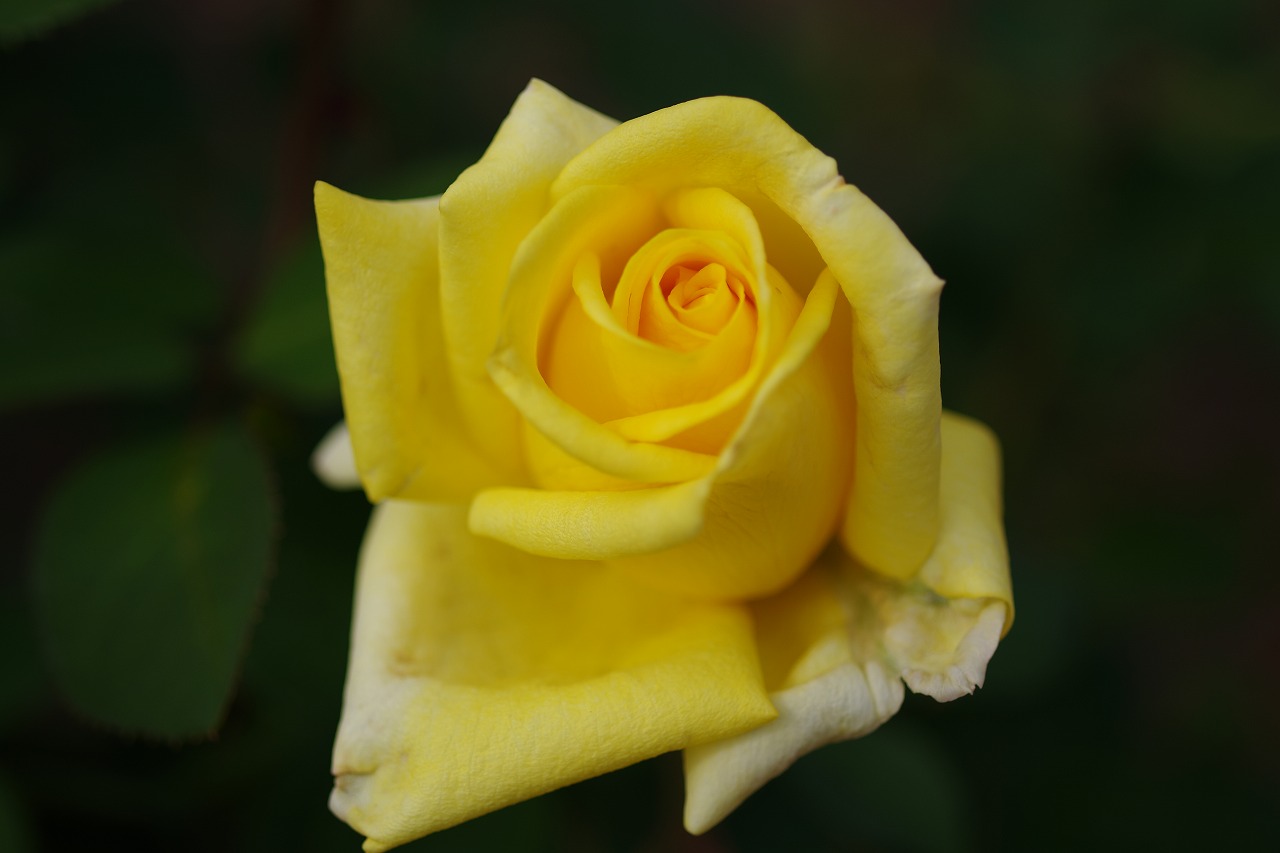 群馬県前橋市の敷島公園のバラ園