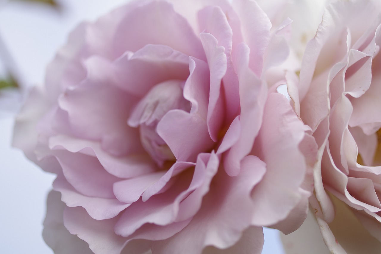 群馬県前橋市の敷島公園のバラ園