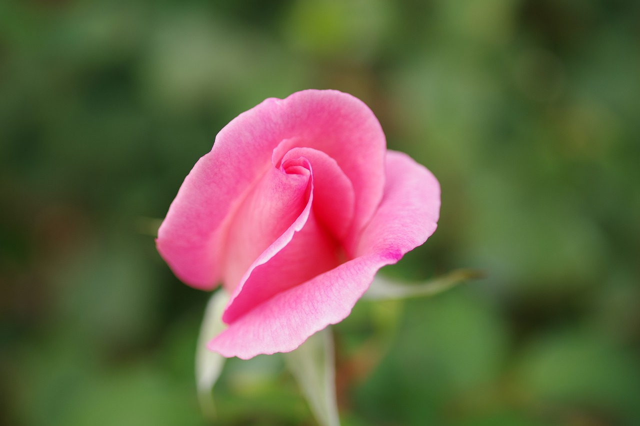 群馬県前橋市の敷島公園のバラ園