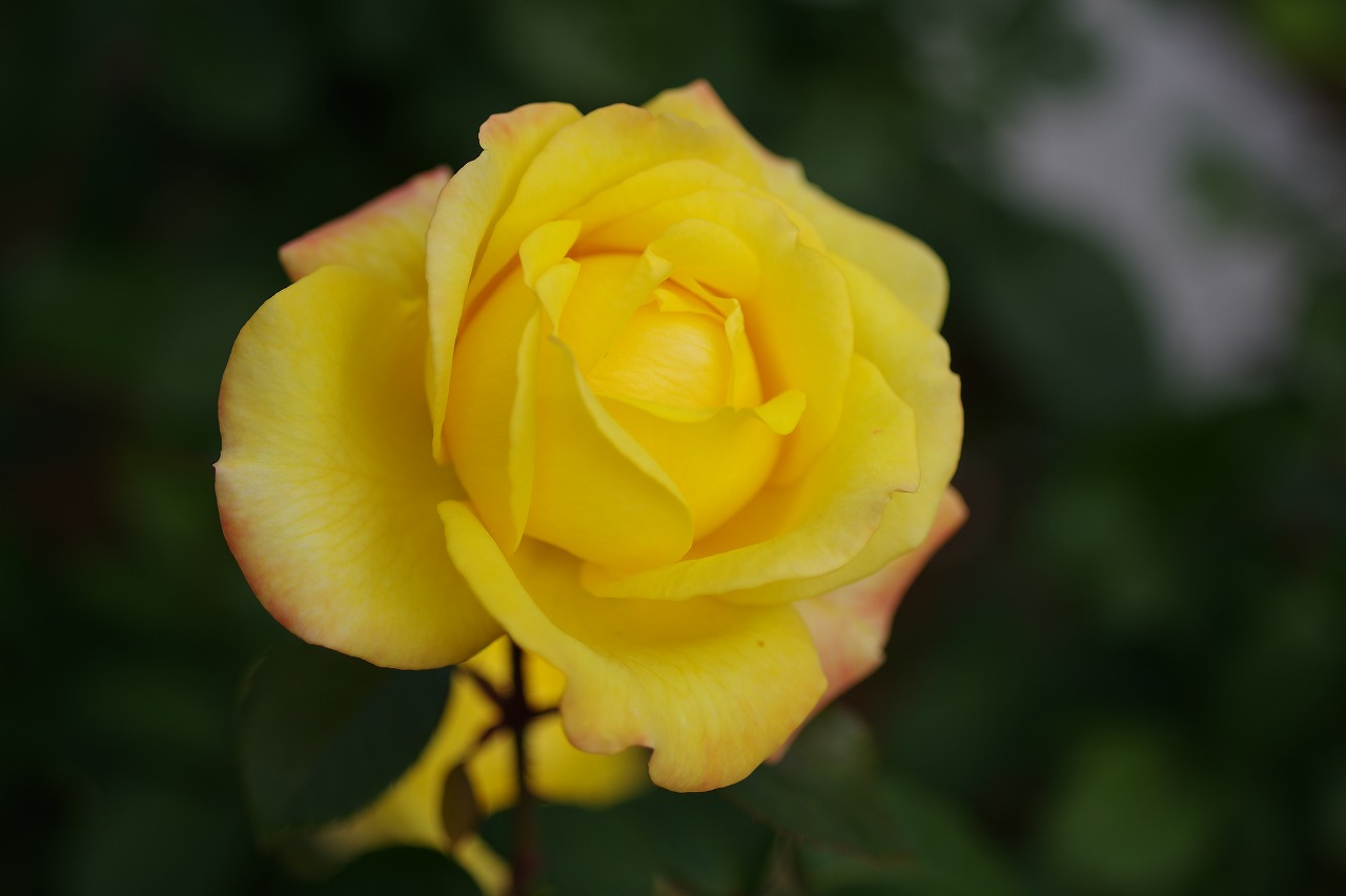 群馬県前橋市の敷島公園のバラ園