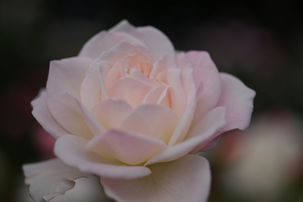 群馬県前橋市の敷島公園のバラ園