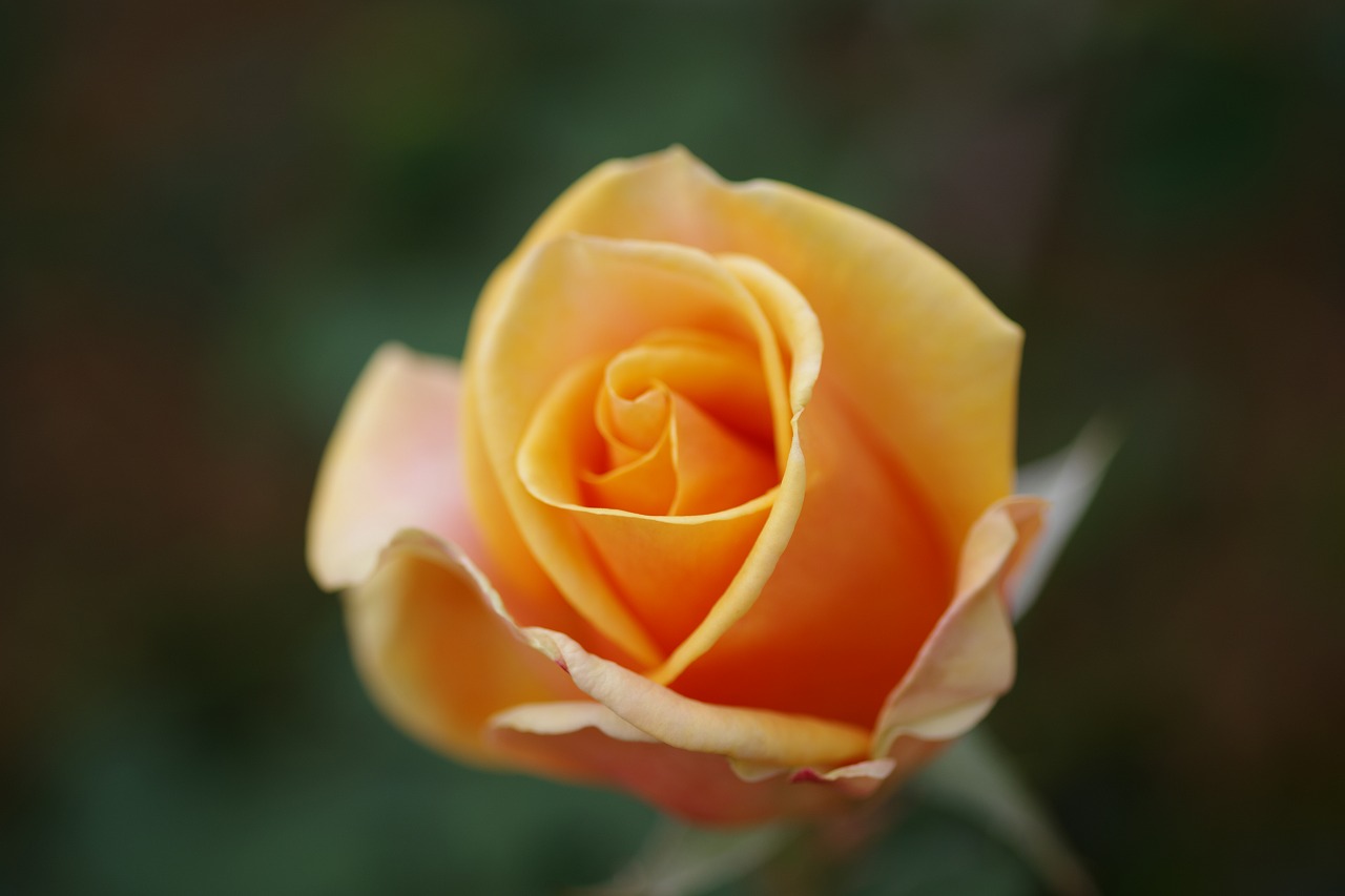 群馬県前橋市の敷島公園のバラ園